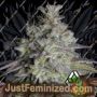 Do Si Dos Auto by AutoSeeds Cannabis Seeds For Sale at Just Feminized