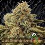 Godfather OG Auto by AutoSeeds Cannabis Seeds For Sale at Just Feminized
