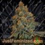 Diesel by CBD Seeds Cannabis Seeds For Sale at Just Feminized