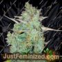 Northern Lights Auto by AutoSeeds Cannabis Seeds For Sale at Just Feminized