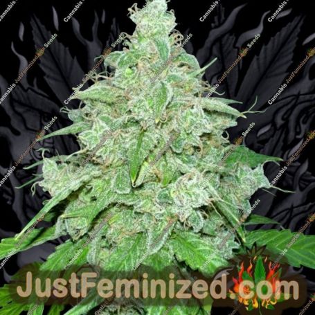 THC Fritters Auto by Bomb Seeds Cannabis Seeds For Sale at Just Feminized