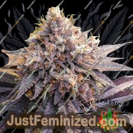 GMO by Dutch Passion Cannabis Seeds For Sale at Just Feminized