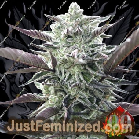 Oreoz by 00 Seeds Cannabis Seeds For Sale at Just Feminized