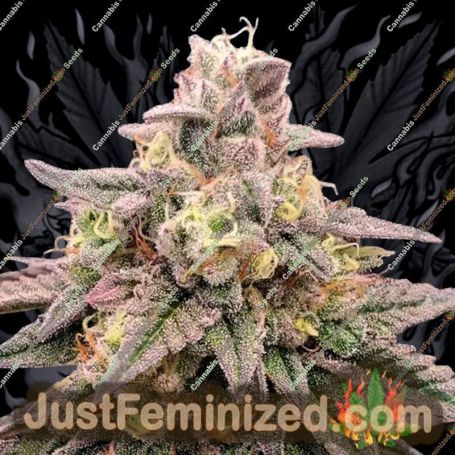Animal Zookies Auto by Advanced Seeds Cannabis Seeds For Sale at Just Feminized