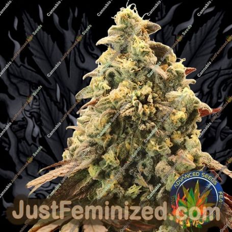 Rainbow Sherbet Auto by Advanced Seeds Cannabis Seeds For Sale at Just Feminized