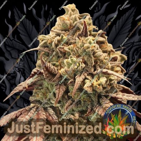 Zerealz Milk Auto by Advanced Seeds Cannabis Seeds For Sale at Just Feminized