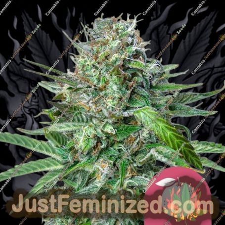Tangie by Royal Queen Cannabis Seeds For Sale at Just Feminized