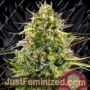 Alien OG by Royal Queen Cannabis Seeds For Sale at Just Feminized