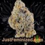 Pink Gorilla by Royal Queen Buds Weed Ganja Skunk Pot Reefer Dope Herb Pics Images