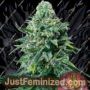 Forbidden Fruit by Royal Queen Cannabis Seeds For Sale at Just Feminized
