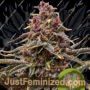 Pink Mist Auto by Royal Queen Cannabis Seeds For Sale at Just Feminized