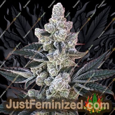 Flow State by Symbiotic Genetics Cannabis Seeds For Sale at Just Feminized