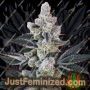 Flow State by Symbiotic Genetics Cannabis Seeds For Sale at Just Feminized