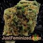 Flow State by Symbiotic Genetics Buds Weed Ganja Skunk Pot Reefer Dope Herb Pics Images