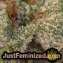 Flow State by Symbiotic Genetics THC CBD Close Up Trichomes Potency Yield Indica Sativa Strain Pic Images