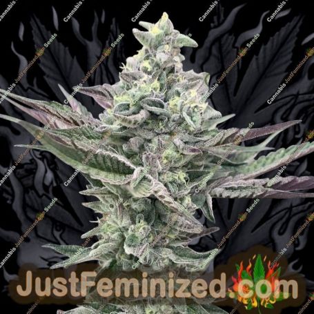 Ginger Mintz by Symbiotic Genetics Cannabis Seeds For Sale at Just Feminized