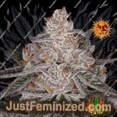 Apple Fritter by Barneys Farm Cannabis Seeds For Sale at Just Feminized