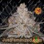 Apple Fritter by Barneys Farm Cannabis Seeds For Sale at Just Feminized