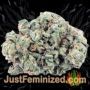 Apple Fritter by Barneys Farm Buds Weed Ganja Skunk Pot Reefer Dope Herb Pics Images
