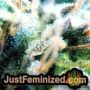 Apple Fritter by Barneys Farm THC CBD Close Up Trichomes Potency Yield Indica Sativa Strain Pic Images