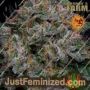 Blue Dream by Barneys Farm Cannabis Seeds For Sale at Just Feminized