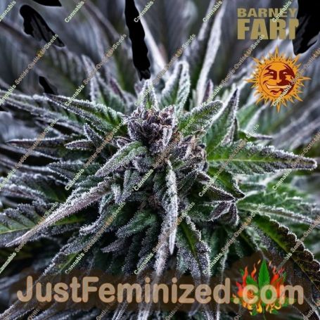 Bruce Banner by Barneys Farm Cannabis Seeds For Sale at Just Feminized