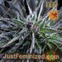 Bruce Banner by Barneys Farm Cannabis Seeds For Sale at Just Feminized
