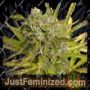 Orange Runtz Triploid by Cali Weed Cannabis Seeds For Sale at Just Feminized