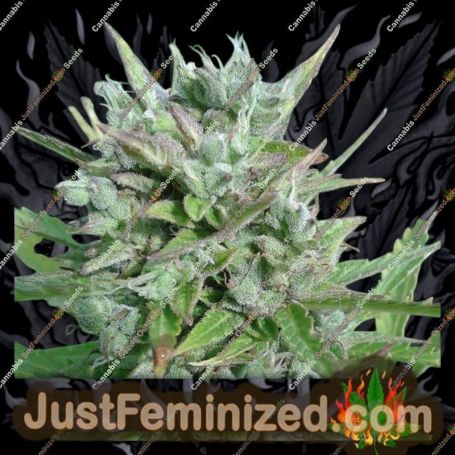 Platinum Nova Triploid by Cali Weed Cannabis Seeds For Sale at Just Feminized