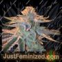 Sunset Sherbet Triploid by Cali Weed Cannabis Seeds For Sale at Just Feminized