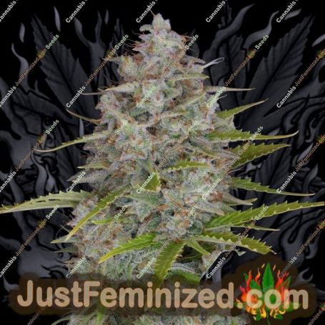 Orange Sherbet Auto by Fast Buds Cannabis Seeds For Sale at Just Feminized