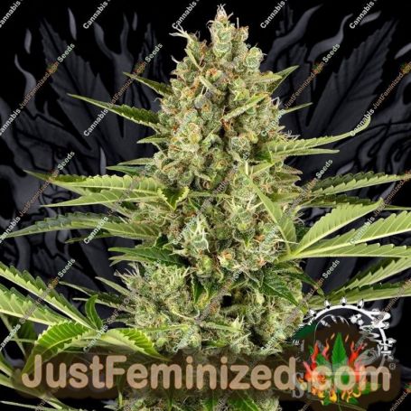 Jack Herer Auto by Sensi Seeds Cannabis Seeds For Sale at Just Feminized
