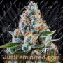 Rainbow MelonZ by Terp Treez Seeds Cannabis Seeds For Sale at Just Feminized