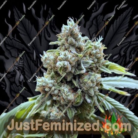 Black Cherry Gushers by Barneys Farm Cannabis Seeds For Sale at Just Feminized