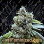 Black Cherry Gushers by Barneys Farm Cannabis Seeds For Sale at Just Feminized