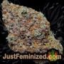 Black Cherry Gushers by Barneys Farm Buds Weed Ganja Skunk Pot Reefer Dope Herb Pics Images