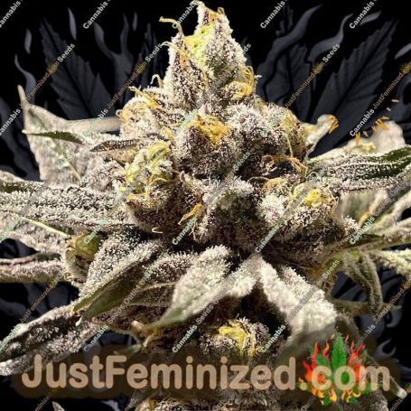 Lemon Cherry Gelato by Barneys Farm Cannabis Seeds For Sale at Just Feminized
