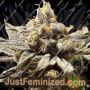 Lemon Cherry Gelato by Barneys Farm Cannabis Seeds For Sale at Just Feminized