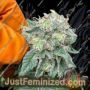Blue Zlushi by Eleven Thirty Genetics Cannabis Seeds For Sale at Just Feminized