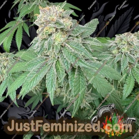 Blue Zlushi Auto by Eleven Thirty Genetics Cannabis Seeds For Sale at Just Feminized