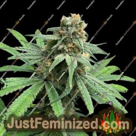 Cheese Wizard by Eleven Thirty Genetics Cannabis Seeds For Sale at Just Feminized