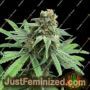 Cheese Wizard by Eleven Thirty Genetics Cannabis Seeds For Sale at Just Feminized