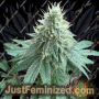 Curdz by Eleven Thirty Genetics Cannabis Seeds For Sale at Just Feminized