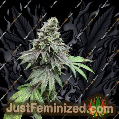 Double Scoop by Eleven Thirty Genetics Cannabis Seeds For Sale at Just Feminized