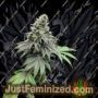 Double Scoop by Eleven Thirty Genetics Cannabis Seeds For Sale at Just Feminized