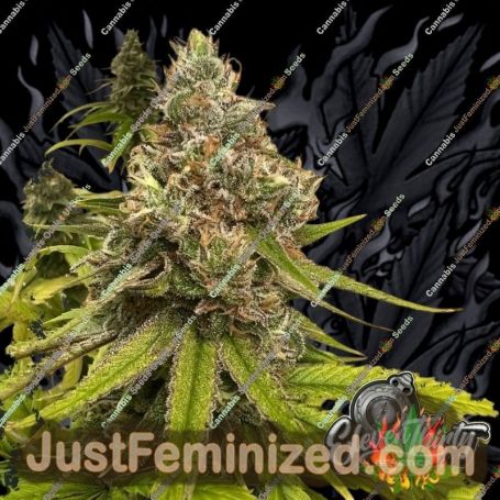 Habanero OG by Eleven Thirty Genetics Cannabis Seeds For Sale at Just Feminized