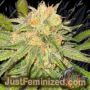 Habanero OG Auto by Eleven Thirty Genetics Cannabis Seeds For Sale at Just Feminized