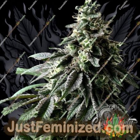 Papaya Krush by Eleven Thirty Genetics Cannabis Seeds For Sale at Just Feminized