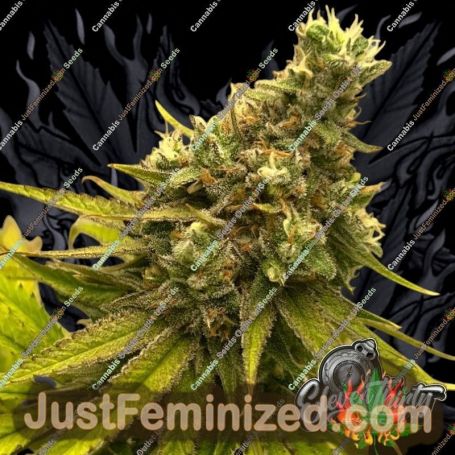 Toad Venom by Eleven Thirty Genetics Cannabis Seeds For Sale at Just Feminized