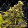 Toad Venom by Eleven Thirty Genetics Cannabis Seeds For Sale at Just Feminized